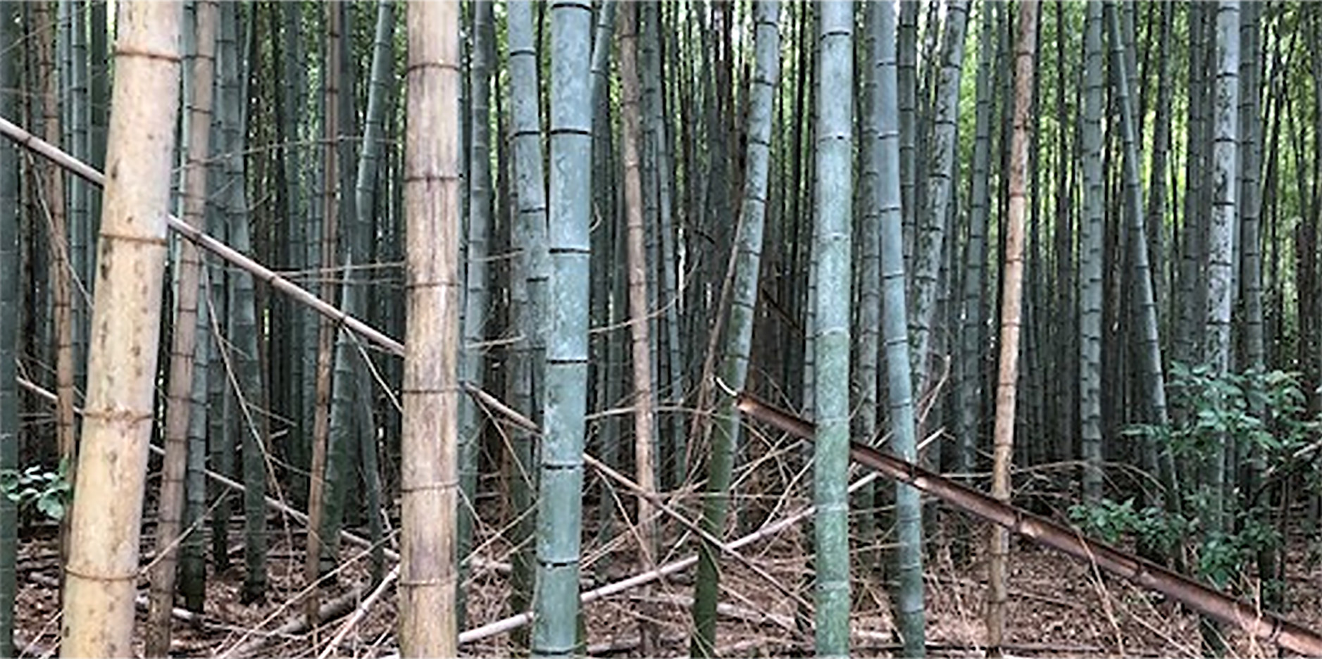 竹林環境の再生