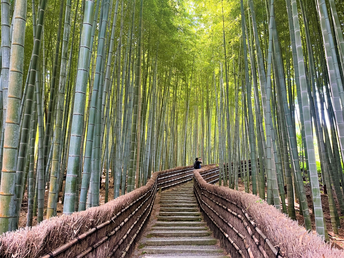 《嵯峨嵐山の自然を次世代に繋ぐプログラム》 あだしの念仏寺の竹林景観保全活動体験とガイド付き特別拝観